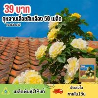 ราคา เมล็ดพันธุ์ดอกกุหลาบเลื้อยสีเหลือง 50 เมล็ด (25868679715)