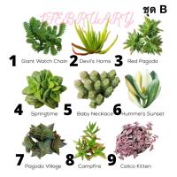 ราคา เมล็ดพันธ์ุไม้อวบน้ำ Succulents 30 เมล็ด (ชุดB) (3946194626)