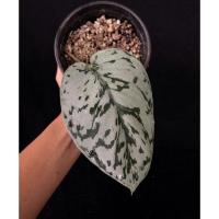 ราคา Scindapsus(พลูหัวใจแนบ)ส่งฟรี (12858335411)