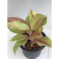 ราคา ต้นทองเต็มบ้าน อโกลนีมา (Aglaonema sp.) หรือ แก้วกาญจนา (10836803004)