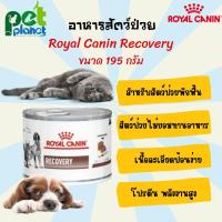 ราคา [195g.] Royal Canin Recovery อาหารสัตว์ป่วย อาหารสัตว์พักฟื้น อาหารแมว อาหารสุนัข โรยัลคานิน อาหาร แมวป่วย สุนัขป่วย (19817115788)