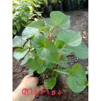 ราคา พลูคาว (ผักคาวตอง)สมุนไพรประจำบ้าน (8082176073)