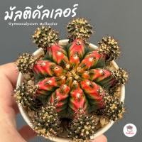 ราคา ยิมโนด่าง มัลติคัลเลอร์ ชำหน่อ Gymnocalycium Multicolor แคคตัส กระบองเพชร cactus&succulent (6154295099)