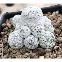 ราคา Mammillaria humboldtii (7148140911)