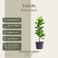 ราคา ต้นไทรใบสักFiddle Figไทรใบสัก K00039 (19285571086)