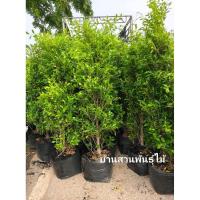 ราคา ต้นไทรเกาหลี ต้นสูง 1.5-1.7 เมตร ฟอร์มสวย (40373786086)