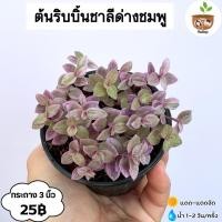 ราคา ต้นริบบิ้นชาลีด่างชมพู จัดส่ง 2 ต้นขึ้นไป คละแบบได้ (29823945383)