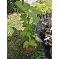 ราคา Figs ต้นมะเดื่อฝรั่ง สายพันธุ์ญี่ปุ่น BTM6 (1 ต้น) (5931688704)