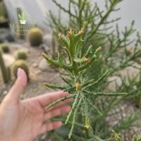 ราคา ยูโฟเบีย เขากวาง ยอดส้ม Euphorbia stenoclada กระบองเพชร แคคตัส ยูโฟเบีย cactus succulent (26004164019)
