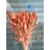 ราคา Rarin ดอกหางกระต่าย (สีนำตาลอ่อน) (ละมุนสวย ช่อใหญ่ 120-130 ดอก/กำ) ดอกไม้จริง (21642847851)