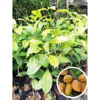 ราคา ต้นโกโก้ พันธู์ชุมพร 1 ขนาดต้นสูง 30-50 cm. (2ต้น/แพ็ค) (4535102556)
