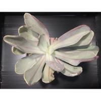 ราคา Echeveria pampoteus variegated กุหลาบหิน ไม้อวบน้ำ succulent (10864347732)