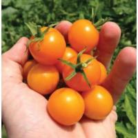 ราคา 50 เมล็ด มะเขือเทศ เมล็ดผักสวนครัว ปลูกได้ทุกที่ Tomato seeds สายพันธุ์ SunSugar F1 (26242582960)