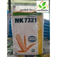 ราคา ข้าวโพด NK7321 ขนาด 10 กก. (3.5 หุน) ใบตั้ง ปลูกถี่ได้ ให้ผลผลิตสูง ฝักมีความสม่ำเสมอ (41258044073)