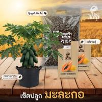 ราคา ชุดปลูกมะละกอแขกดำ เซตปลูกมะละกอ3 พร้อมเมล็ดพันธุ์ออร์แกนิค เมล็ดพันธุ์หายาก เมล็ดพันธุ์นำเข้า ปลูกผักเอง สวนผัก (54156629214)