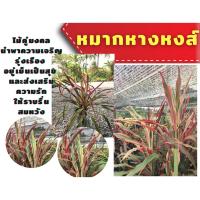 ราคา ต้นหมากหางหงส์ ต้นหมากผู้หมากเมีย หมากสี ต้นไม้มงคล (8610292982)
