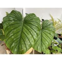 ราคา Phillodendron Mamei ฟิโลมาเมอิ ต้นจริง (8594465354)