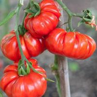 ราคา ( Pearl Tomato Seeds) บรรจุ 300 เมล็ด เมล็ดพันธุ์ มะเขือเทศ คอสโตลูโต คุณภาพดี ของแท้ 100% F1 Seed (55203550285)