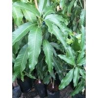 ราคา ต้นมะม่วงน้ำดอกไม้เบอร์4ทาบกิ่งถุงดำขนาดต้น 70-90cm. (3389082666)