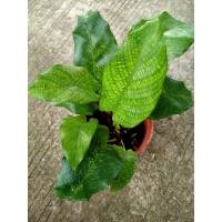 ราคา Calathea Musaica (คล้าโมเสก ) (4148398406)