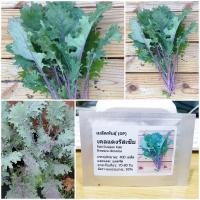 ราคา ผักคะน้าเคลสีแดง - Red Russian Kale (1457268333)