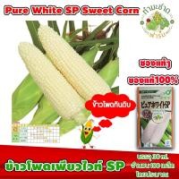 ราคา [ซองแท้ 30ml.] เมล็ดพันธุ์ ข้าวโพด เพียวไวท์ SP Pure White SP Hokkaido Sweet Corn ข้าวโพดฮอกไกโด ข้าวโพดนมสด (7138237109)