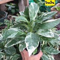 ราคา ต้นใบเงินต้นใบเงินใบทองใบนาค ไม้ด่าง ไม้มงคล เสริมความมั่งคั่ง ขายพร้อมถุงชำ รากเต็ม พร้อมปลูกได้เลย (10140836563)
