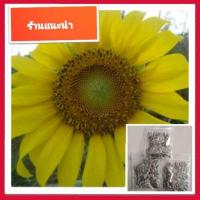 ราคา 300เมล็ด เมล็ดดอกทานตะวันดอกเหลือง (เมล็ดลายคัด )ดอกทานตะวัน (4932796218)