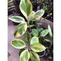 ราคา ต้นยางอินเดียด่างเหลืองVariegated Indian Rubber ไม้ฟอกอากาศกระถาง8นิ้ว(ต้นตามภาพ) (9708687008)