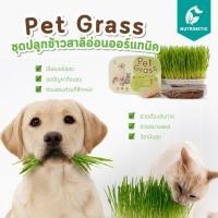ราคา Pet Grass ชุดปลูกต้นอ่อนข้าวสาลีออร์แกนิคสำหรับสุนัข แมว Organic ขับพยาธิ เสริมวิตามินปรับสมดุลลำไส้ (5627880687)