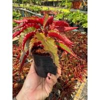 ราคา บีโกเนียใบแดง หรือ บีโกเนียมังกรแดง Begonia sp. กระถาง 4" ส่งทั้งกระถาง (29426150132)