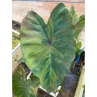 ราคา โคโลคาเซีย เรนโบว์ Colocasia Rainbow (26892199726)
