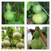 ราคา เมล็ดพันธุ์ น้ำเต้าเซียน (Bottle Gourd Seed) บรรจุ 5 เมล็ด ผลอ่อนใช้ประกอบอาหาร ผลแก่ใช้ทำเครื่องประดับหรือเครื่องราง (10172617554)