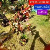 ราคา โกสน ตราบวยนาค 45ซม. กระถาง 6 นิ้ว ต้นโกสน (11077504456)