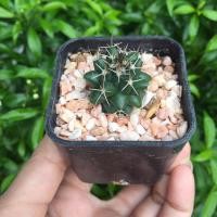 ราคา แมมหนามทุเรียน Mammillaria bucareliensis Mammillaria Compressa แมมคอมเพรสซ่า แคคตัส กระบองเพชร (5151132410)