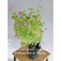 ราคา ต้น ยาหยา ยาหยี เบญจรงค์ห้าสี(ดอกสีม่วง) (10432197047)
