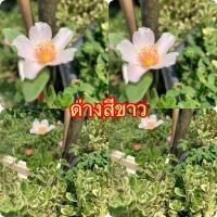 ราคา คุณนายตื่นสายด่างดอกสีขาวสนใจสอบได้นะคะ (26732530220)