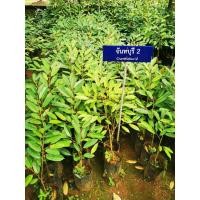ราคา ​ต้นทุเรียนจันทบุรี2 ชะนีผสมพวงมณี(เสียบยอด)​ (7067418596)
