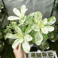 ราคา ชวนชมด่างใบขาว (ราชินีหินอ่อน) ดอกชมพู ส่งทั้งกระถาง (6841903480)