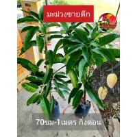 ราคา ต้นมะม่วงขายตึก ขนาดต้น1เมตร มะม่วงขายตึก 1-2 ปีให้ผล (24713598084)