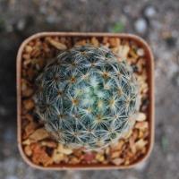 ราคา แมมขนนกเหลือง (Mammillaria schiedeana) (7353755544)