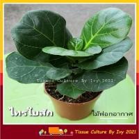 ราคา ต้นไทรใบสักแคระ ☘️(เลือกต้นได้) fiddle fig ไทรใบสัก (ชื่อวิทยาศาสตร์ Ficus lyrata) พร้อมส่ง (3695191713)