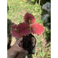 ราคา ต้นฤษีผสม แพ็คเกจคุ้มๆ 20 ต้น 120 บาท ฤษีผสม ไม้ประดับ ไม่ตกแต่ง สวน แต่งสวน (12875326949)