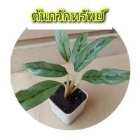 ราคา ต้นเงินเงินเงิน กวักทรัพย์ ต้นไม้มงคล ช่วยฟอกอากาศ. (22022706294)