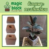 ราคา Magicblock ก้อนเพาะปลูกแทนดินแบบทรงเหลี่ยม ขนาด 15*15 cm (6033842511)