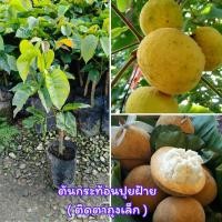 ราคา ต้นกระท้อนปุยฝ้าย (ติดตาถุงเล็ก) กระท้อนที่มีผลขนาดใหญ่ เนื้อในหนานุ่มฟู รสชาติหวานกลมกล่อม ต้นพันธุ์ขนาด 30-40 ซม. (51204993148)