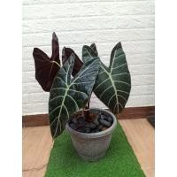 ราคา บอนดำสตูลของแท้จากจังหวัดสตูล (11937065864)