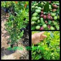 ราคา มะม่วง​หาว​มะนาว​โห่​สี​เขียว​ (3336499692)