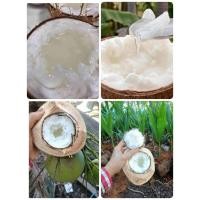 ราคา กะทิฟูทานเนื้อ(ชุด 2 ต้น)เนื้อนุ่มฟูหอมหวานมันอร่อยกลมกล่อม (44211616414)