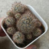 ราคา กระบองเพชร แคสตัส ไม้อวบน้ำ แมมเม็ดพริก castus (2211388646)